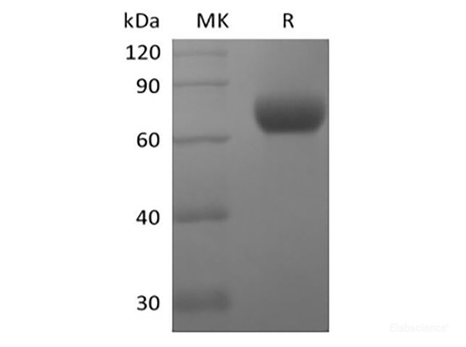 Recombinant Human Natural Killer Cell Receptor 2B4/SLAMF4/CD244 (C-Fc)
