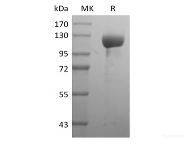 Recombinant Human Receptor Tyrosine-Protein Kinase ErbB-3/HER3 (C-Fc)