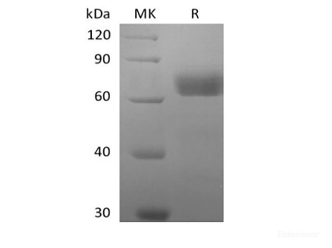 Recombinant Human Butyrophilin Subfamily 2 Member A2/BTN2A2 (C-Fc-Avi) Biotinylated