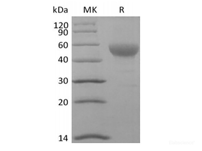 Recombinant Human Signal Transducer CD24/CD24 (C-Fc-Avi)  Biotinylated
