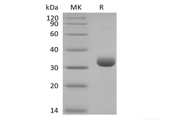 Recombinant Human Butyrophilin Subfamily 3 Member A2/BTN3A2 (C-6His-Avi) Biotinylated