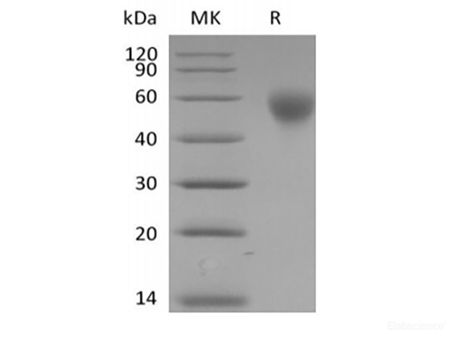 Recombinant Human SLAM family member 1/SLAMF1/CD150 (C-6His-Avi) Biotinylated