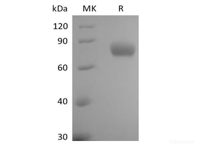 Recombinant Human Leukocyte Ig-Like Receptor B1/ LILRB1/ILT2/CD85j (C-6His-Avi) Biotinylated