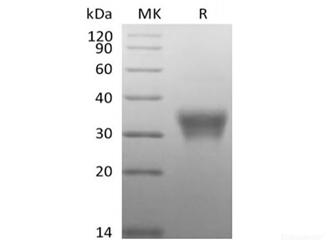 Recombinant Human CD7/Leu-9 (C-6His-Avi) Biotinylated
