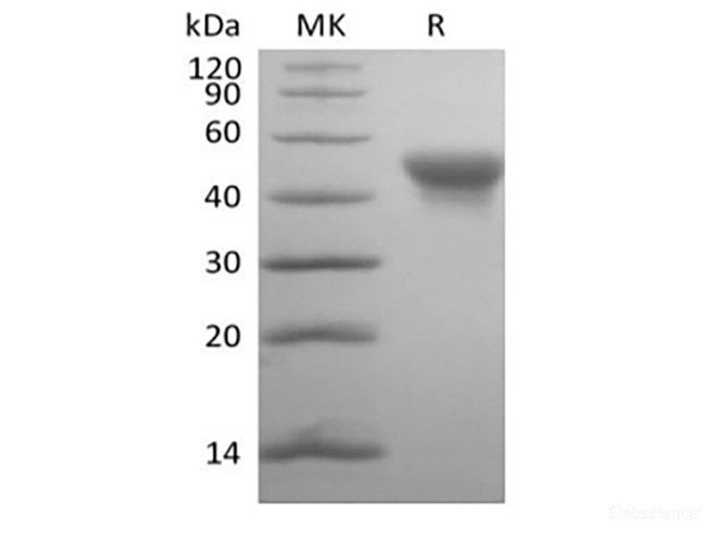 Recombinant Human SLAM Family Member 5/SLAMF5/CD84(C-6His-Avi) Biotinylated