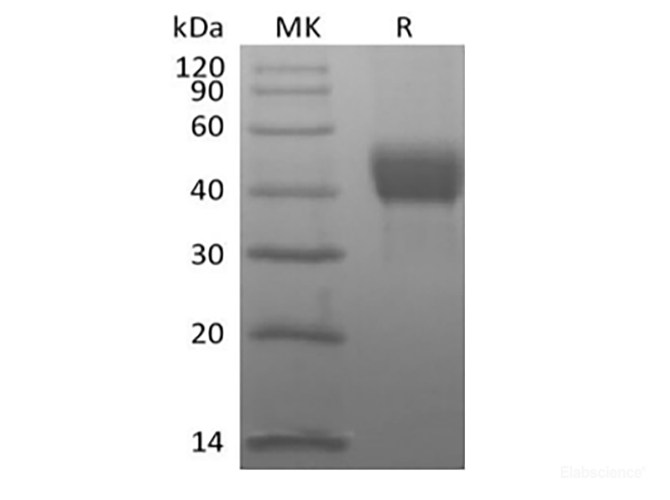 Recombinant Human Tumor-associated Calcium Signal Transducer 2/TROP-2 (C-Avi-6His) Biotinylated