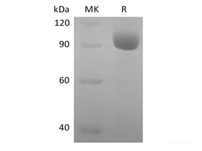 Recombinant Human Leukocyte Ig-Like Receptor A3/LILRA3/ILT6/CD85e (C-Fc)