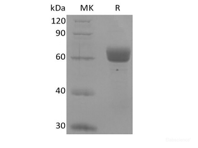 Recombinant Human Butyrophilin-like Protein 9/BTNL9 (C-Fc)