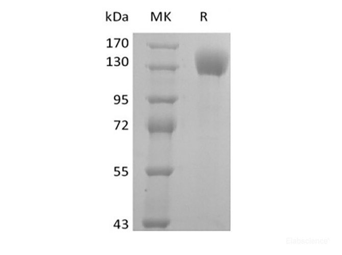 Recombinant Human P-selectin/CD62P (C-Fc)