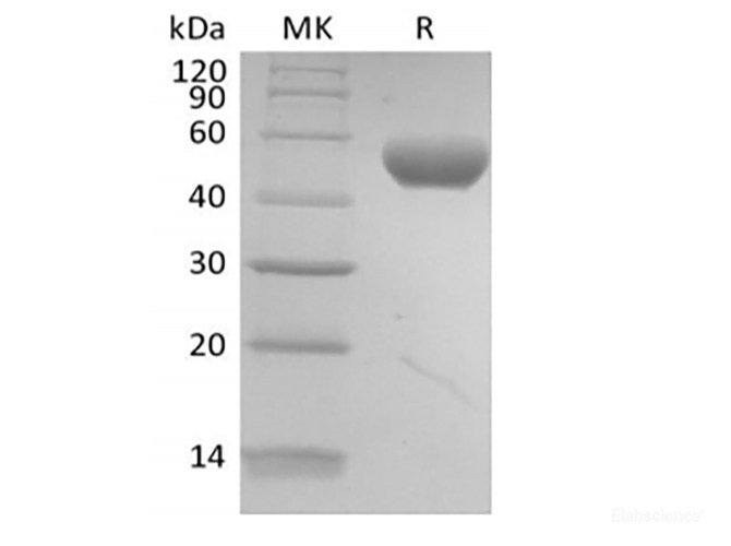 Recombinant Human PVRL2/Nectin-2/CD112 (C-6His-Avi) Biotinylated