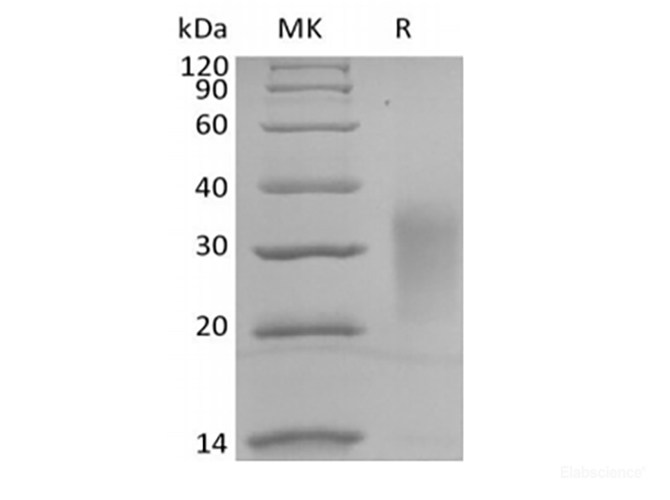 Recombinant Human Interleukin-13/IL-13 (C-Avi-6His) Biotinylated