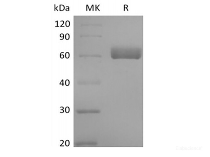 Recombinant Human Butyrophilin-like Protein 9/BTNL9 (C-Fc)
