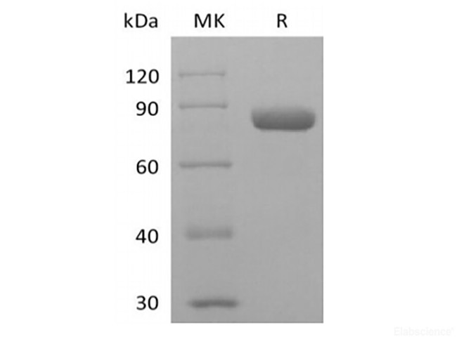 Recombinant Human PVRL2/Nectin-2/CD112 (C-mIgG2a Fc)