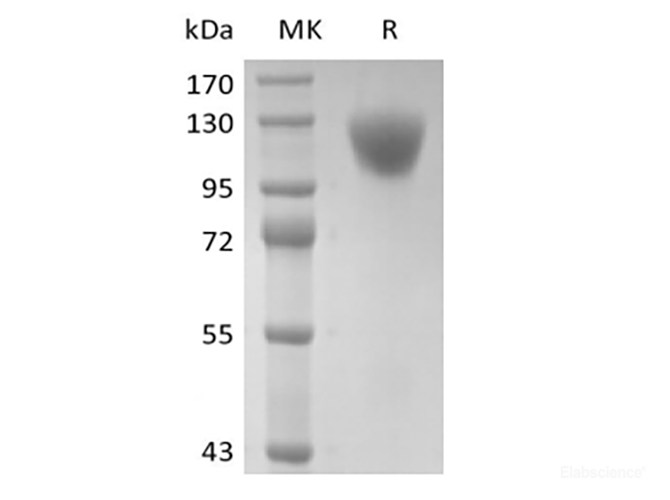 Recombinant Human CD45RA (C-6His)
