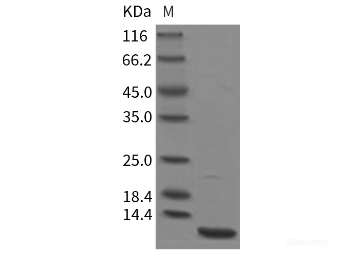 Mouse CXCL3 / GRO gamma Protein (His Tag)-Elabscience