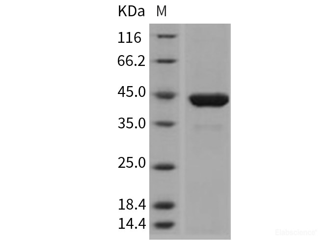 Recombinant Mouse PGK1 / PGKA Protein (His tag)-Elabscience