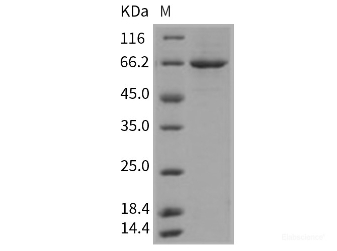 Recombinant Mouse PLK1 / PLK-1 Protein (His tag)-Elabscience