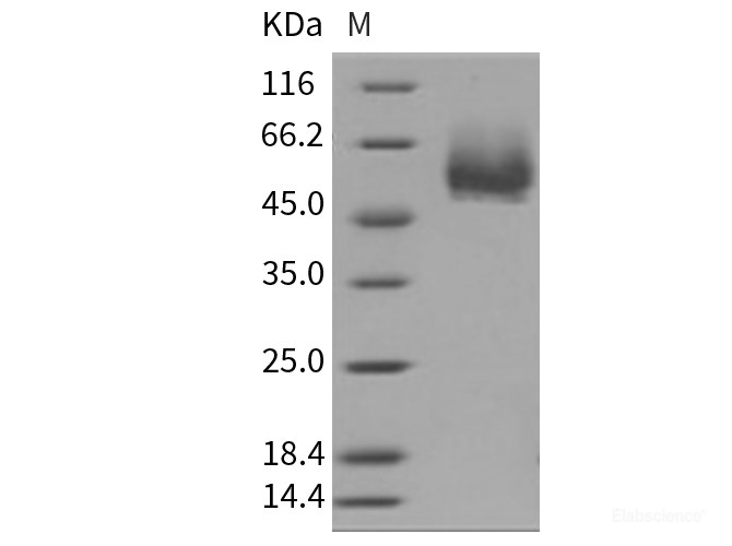 Recombinant Mouse CD4 Protein (His tag)-Elabscience