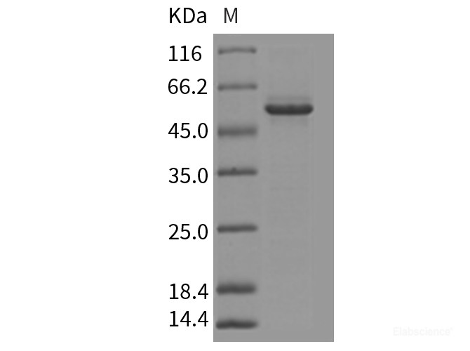 Recombinant Mouse GFOD2 Protein (His Tag)-Elabscience