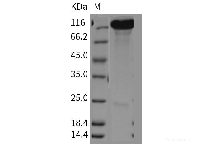 Recombinant Mouse CHL-1 Protein-Elabscience