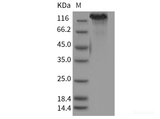 Recombinant Mouse CHL-1 Protein (His tag)-Elabscience