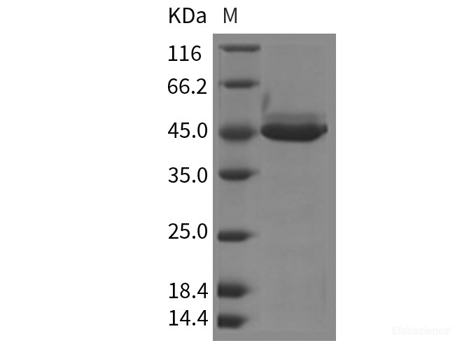Recombinant Mouse Chitinase-like 3 / Chi3l3 Protein (His tag)-Elabscience