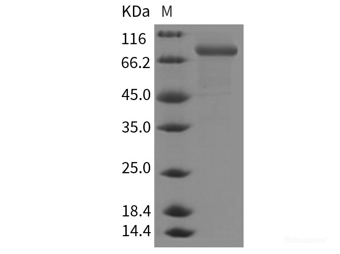 Mouse CHST5 / GlcNAc6ST-3 Protein (Fc Tag)-Elabscience