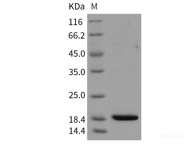 Recombinant Mouse REG3B / Pap1 Protein (His tag)-Elabscience