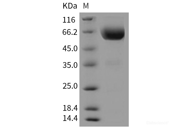 Recombinant Mouse TIM3 / HAVCR2 Protein (Fc tag)-Elabscience