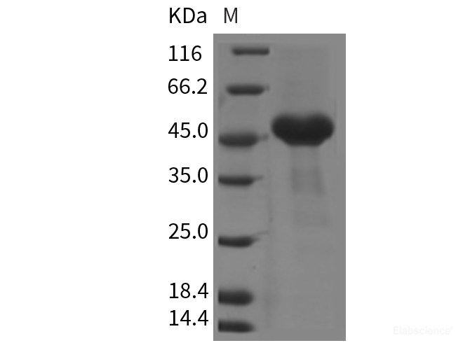 Recombinant Mouse CRELD1 Protein (His tag)-Elabscience