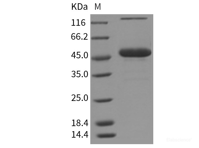 Recombinant Mouse CD70 / CD27L / TNFSF7 Protein (Fc Tag)-Elabscience