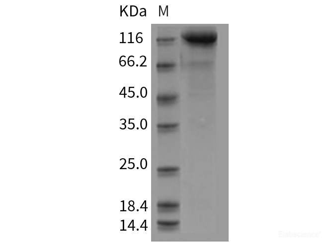 Recombinant Mouse CDCP1 Protein (Fc tag)-Elabscience