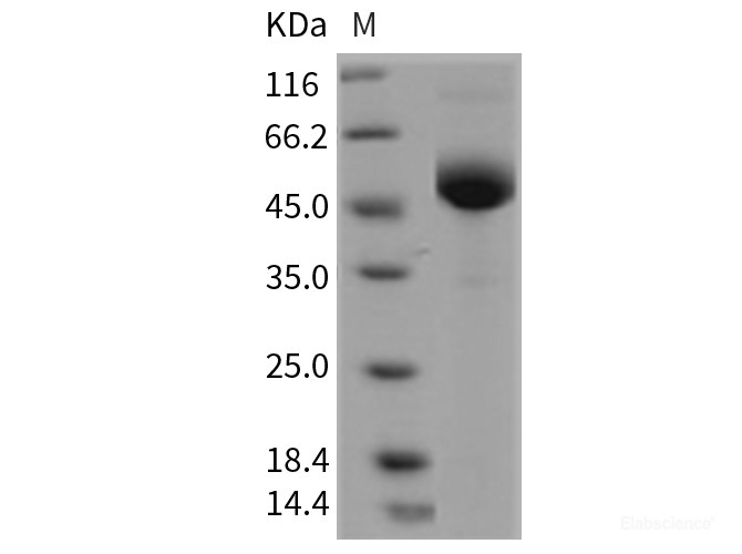 Recombinant Mouse LY-96 / ESOP-1 Protein (Fc tag)-Elabscience
