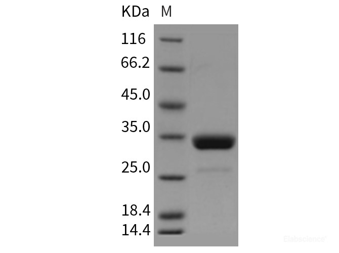 Recombinant Mouse IgG2a-Fc Protein-Elabscience