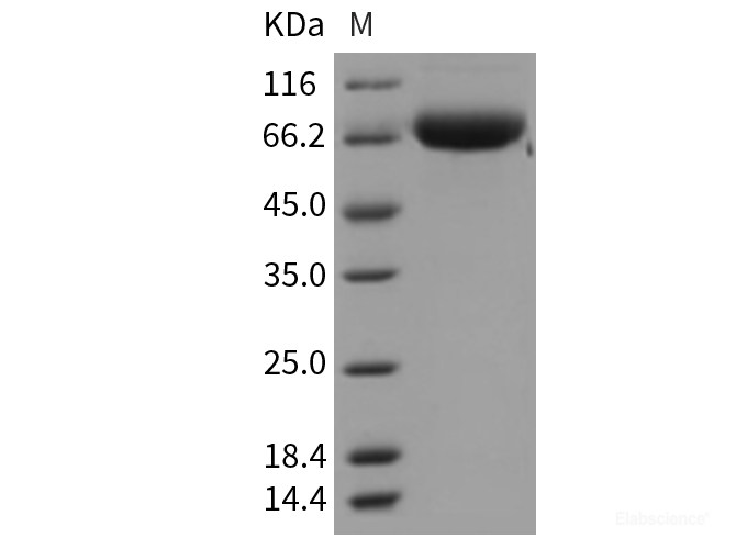 Recombinant Mouse Art4 / CD297 Protein (Fc tag)-Elabscience