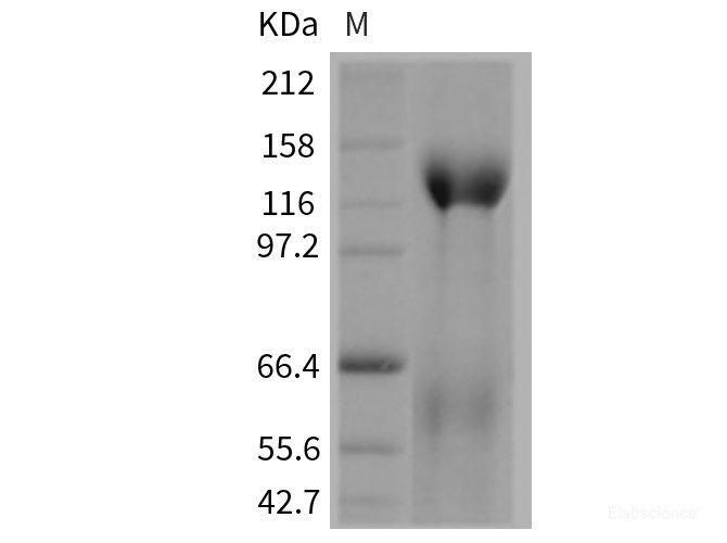 Recombinant Mouse Contactin 5 / CNTN5 Protein (His tag)-Elabscience