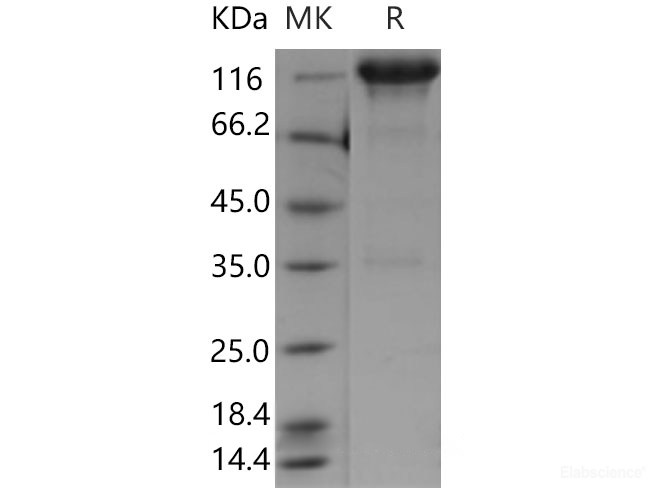 Recombinant Mouse EGFR / HER1 / ErbB1 Protein (Fc tag)-Elabscience