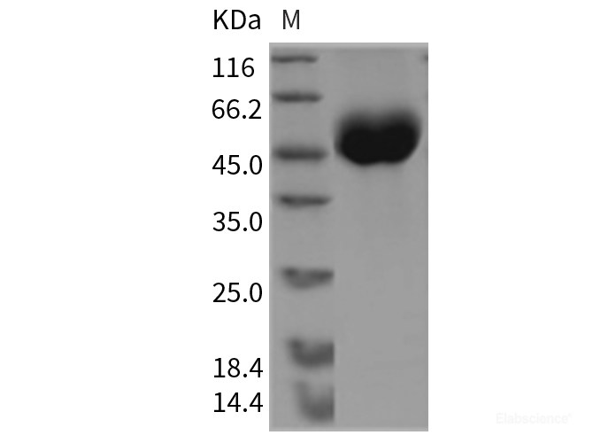 Recombinant Mouse OBCAM / OPCML Protein (His tag)-Elabscience
