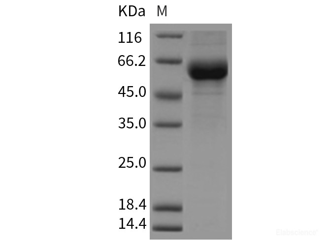 Recombinant Mouse CREG / CREG1 Protein (Fc tag)-Elabscience