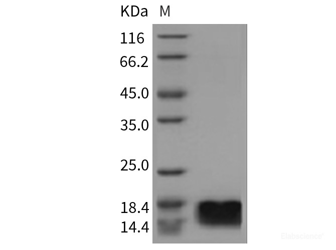 Recombinant Mouse MOG (aa30-149) Protein (His tag)-Elabscience