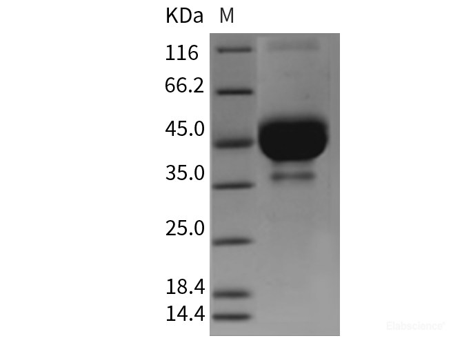 Recombinant Mouse TETHERIN / BST2 / CD317 Protein (Fc tag)-Elabscience