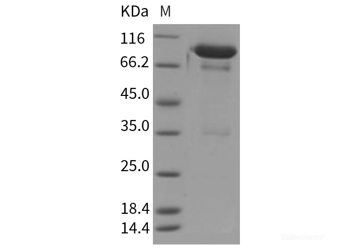 Recombinant Mouse PGRL / IGSF8 Protein (Fc tag)-Elabscience