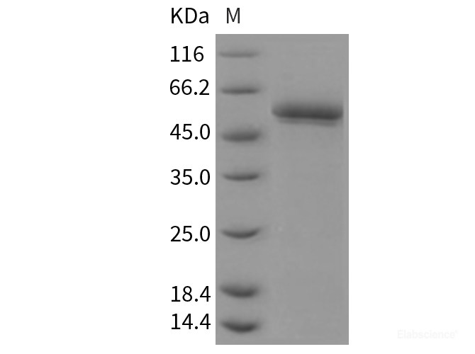 Recombinant Mouse BACE2 / Beta secretase 2 Protein (His tag)-Elabscience