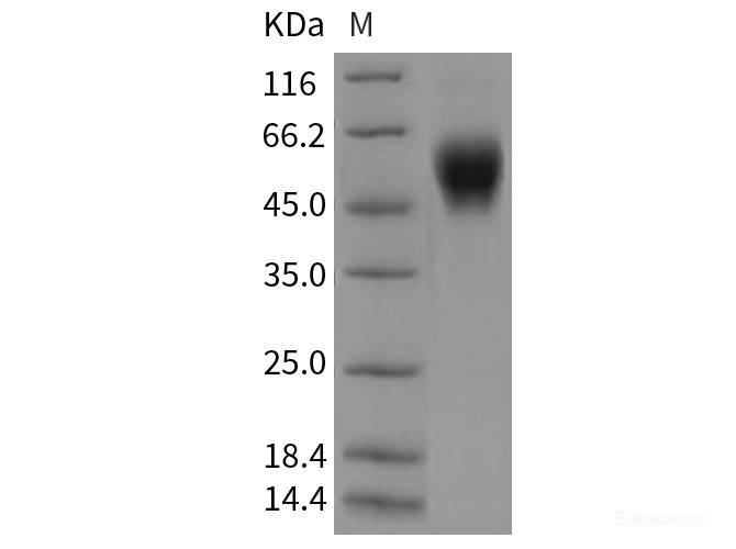 Recombinant Mouse LAIR1 Protein (Fc tag)-Elabscience