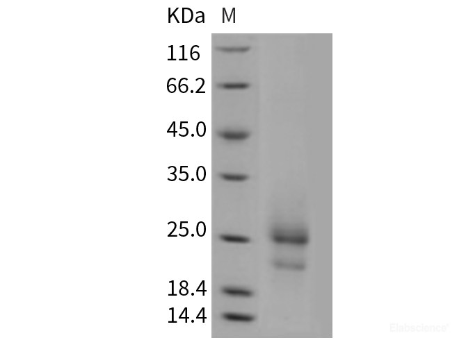 Recombinant Mouse TSLP Protein (His tag)-Elabscience