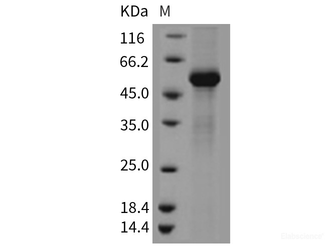 Recombinant Mouse TFPI2 / PP5 Protein (Fc tag)-Elabscience