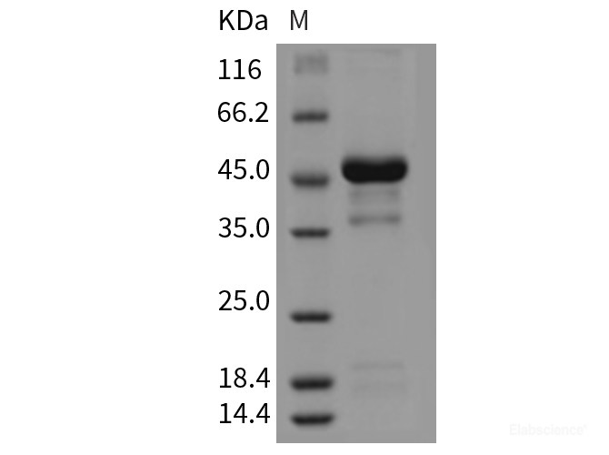 Recombinant Mouse Pleiotrophin / PTN / HB-GAM Protein (Fc tag)-Elabscience