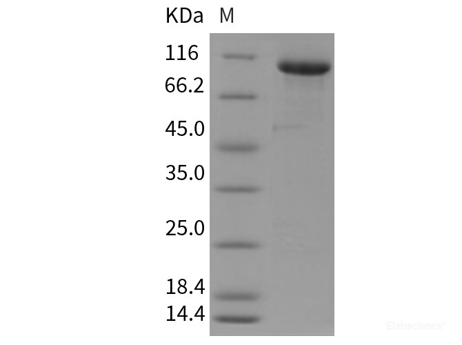 Recombinant Mouse MFI2 / CD228 / melanotransferrin Protein (Fc tag)-Elabscience
