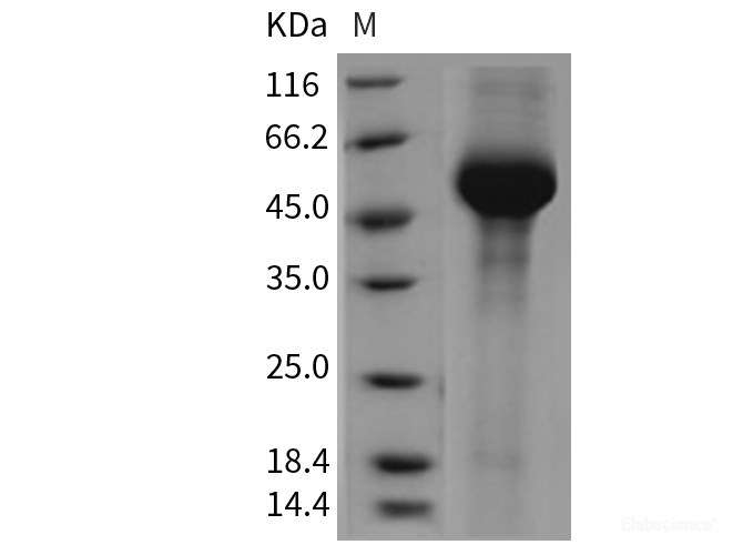 Recombinant Mouse alpha-Galactosidase A / GLA Protein (His tag)-Elabscience