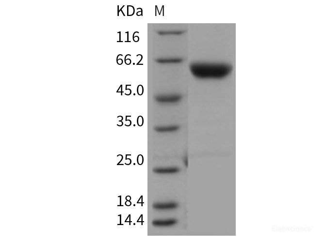 Recombinant Mouse Carboxypeptidase B2 / CPB2 Protein (His tag)-Elabscience